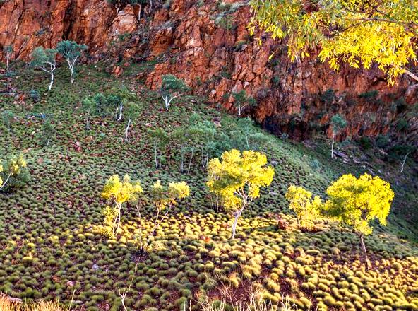 Discovering the Heritage and Natural Splendor of Halls Creek