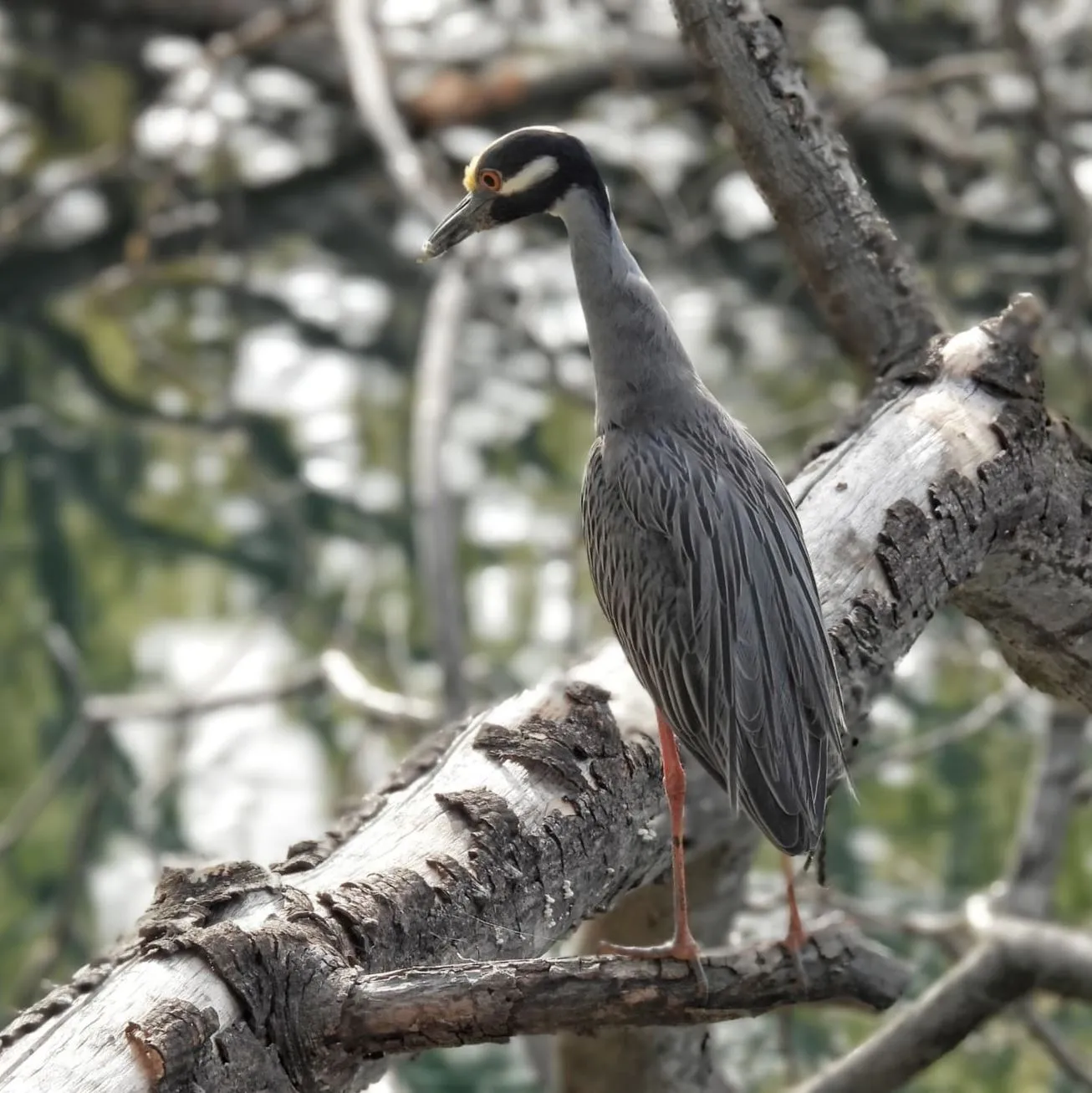 Bird Life, Katherine Gorge