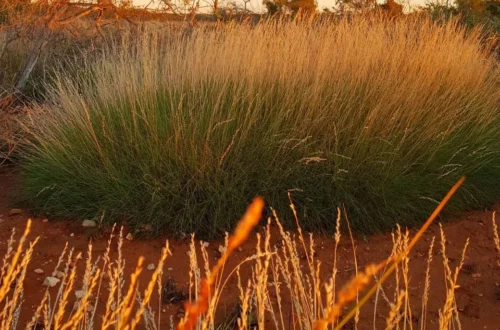 What plants grow in Kings Canyon