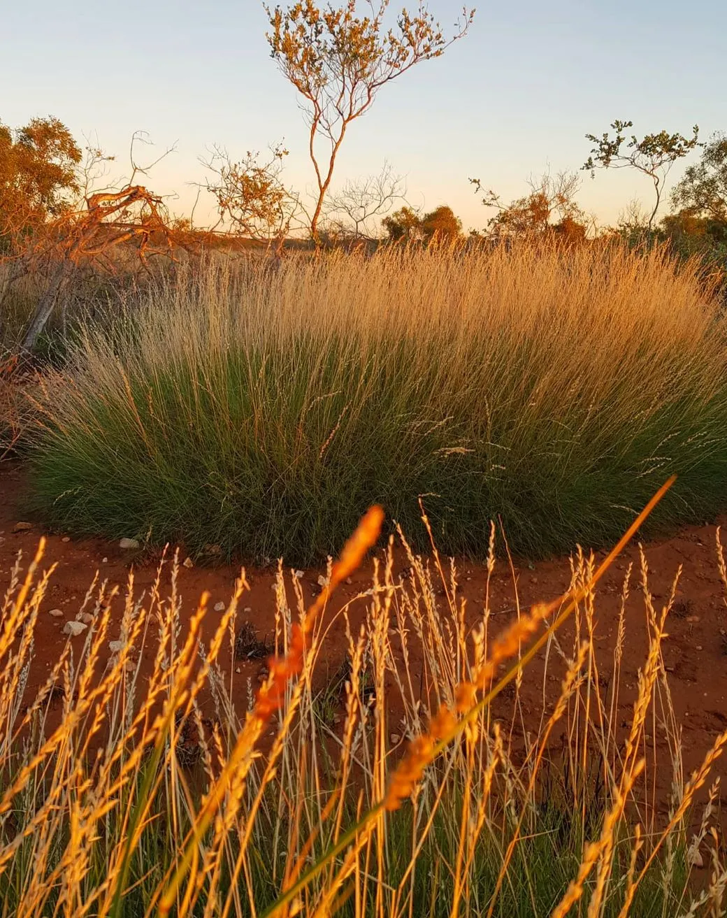 sagehillsgolfresort|What plants grow in Kings Canyon / Watarrka National Park?
